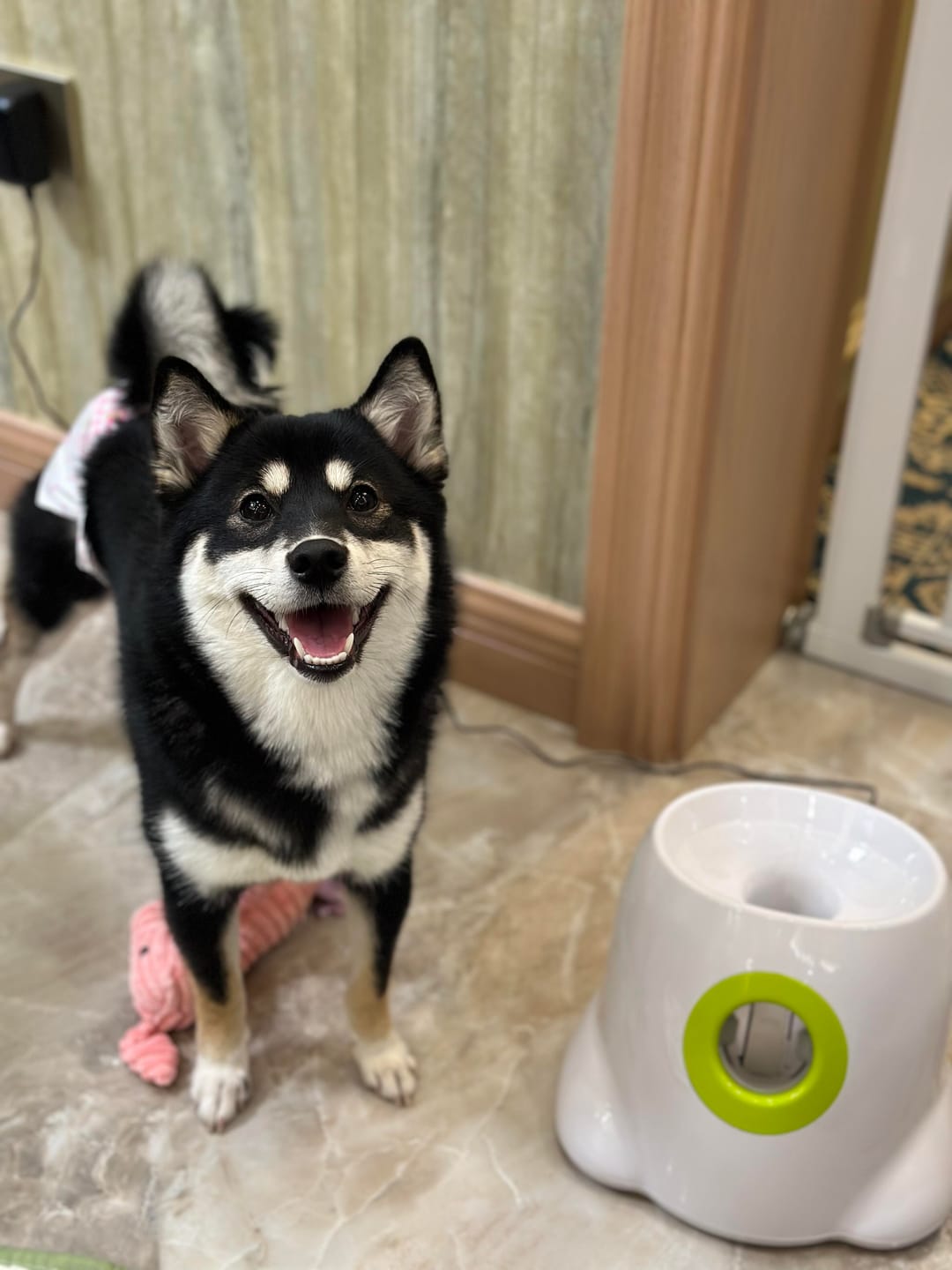 Customer photo review of Automatic Tennis Ball Launcher