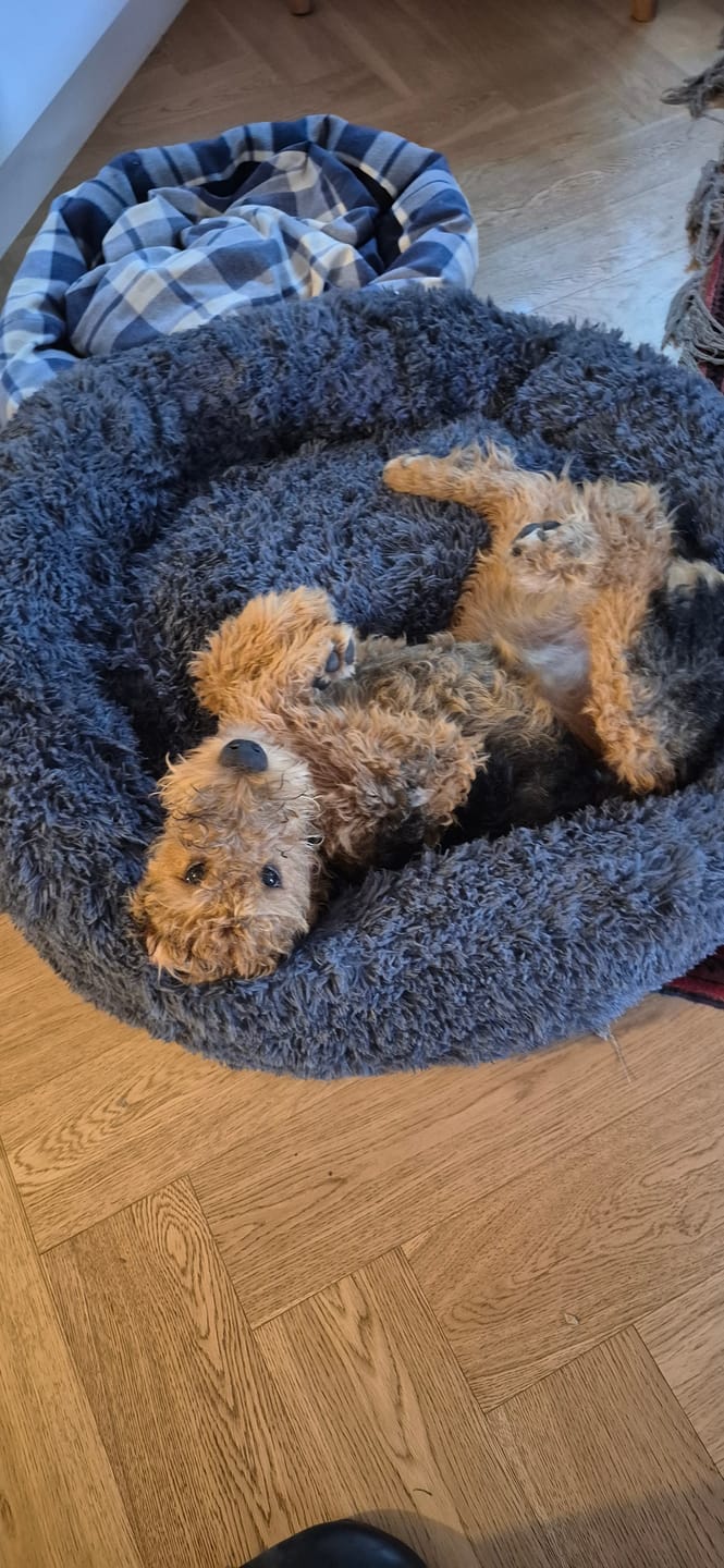Customer photo review of Brooklyn® Deep Sleep Pet Bed