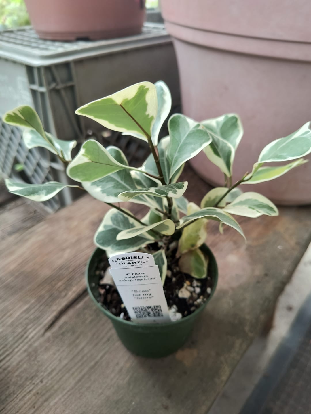 Customer photo review of Ficus natalensis subsp. leprieurii