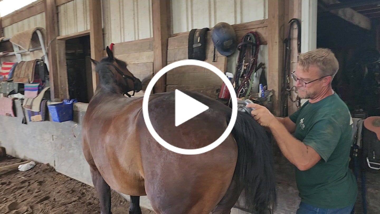 Customer video review of HorseHalo™ 8 Heads Red Light Massage Gun