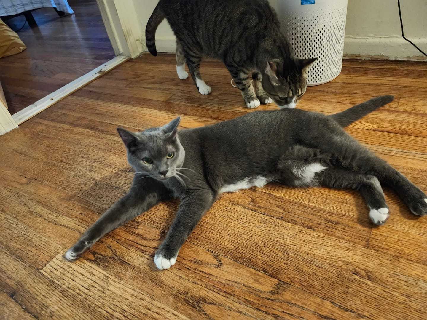 Customer photo review of Cat Laxative & Constipation Remedy