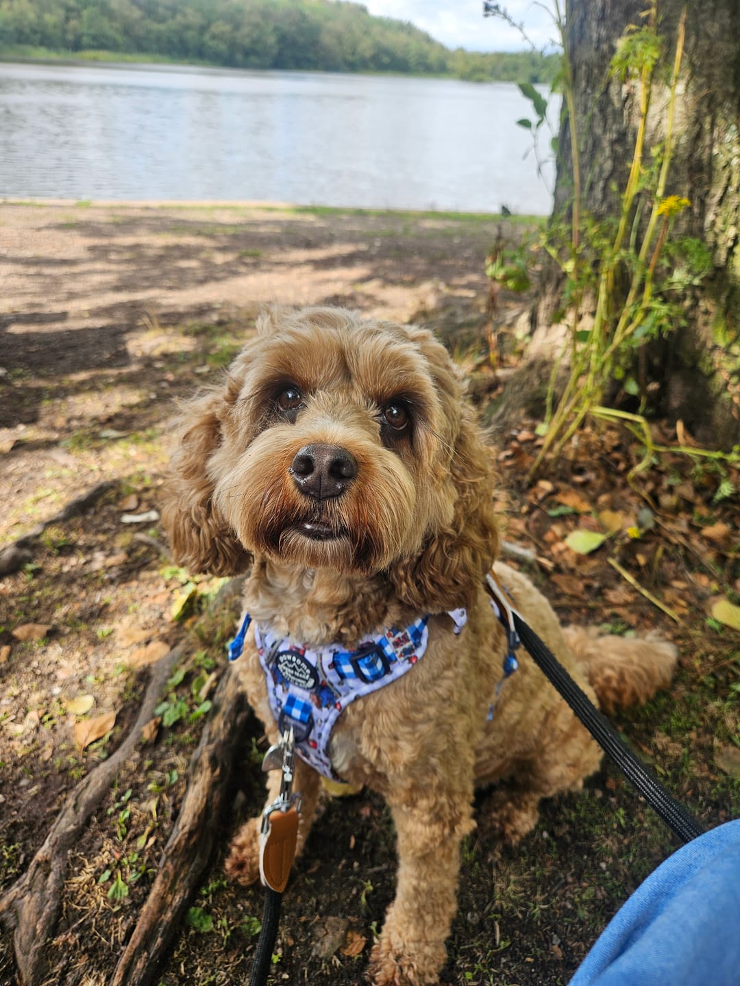 Customer photo review of Paddington™ Tough Trails™ Harness - London