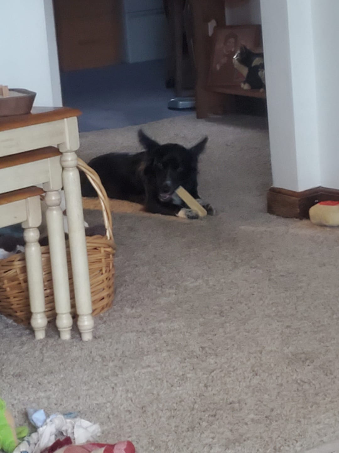 Customer photo review of Blueberry Himalayan Yak Chew (MEDIUM)