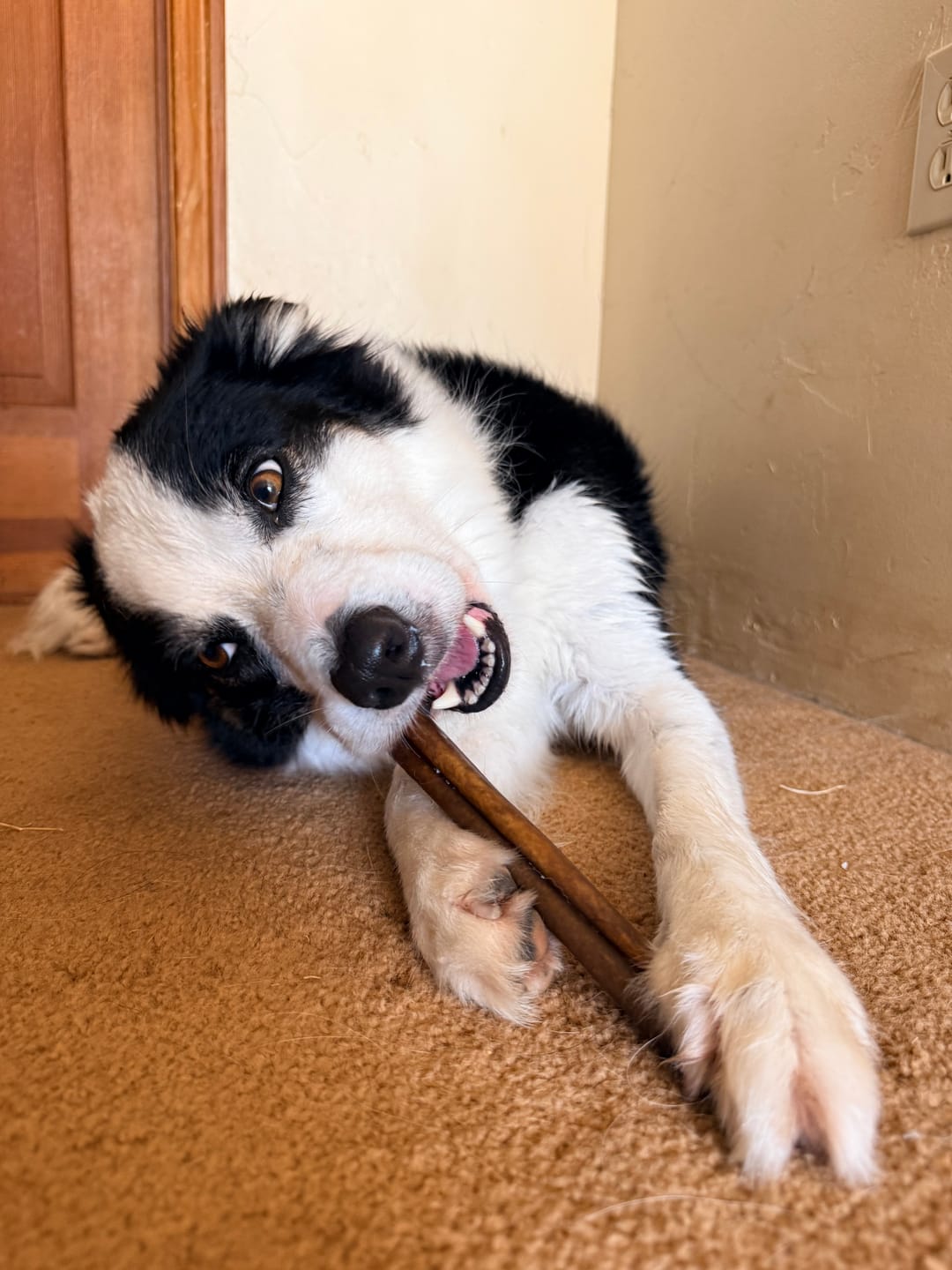 Customer photo review of Wholly Pup Gift Card
