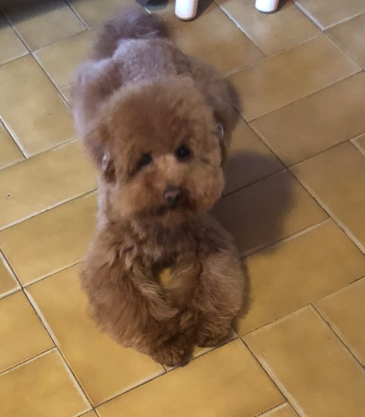 Customer photo review of Sweet Animal Pet&Go