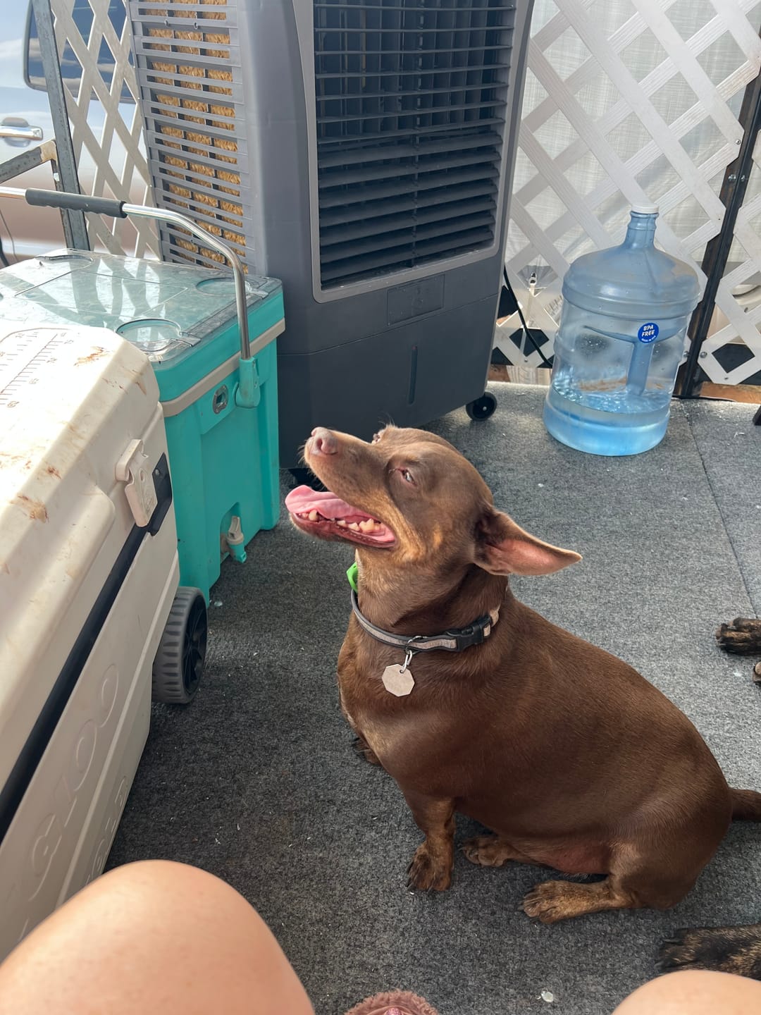 Customer photo review of FurLife™ 12 Months Flea and Tick Free