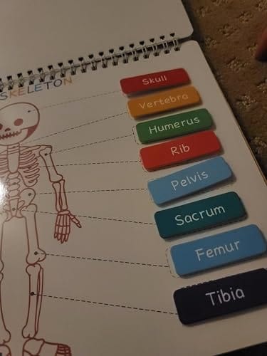 Customer photo review of Human Body Busy Book