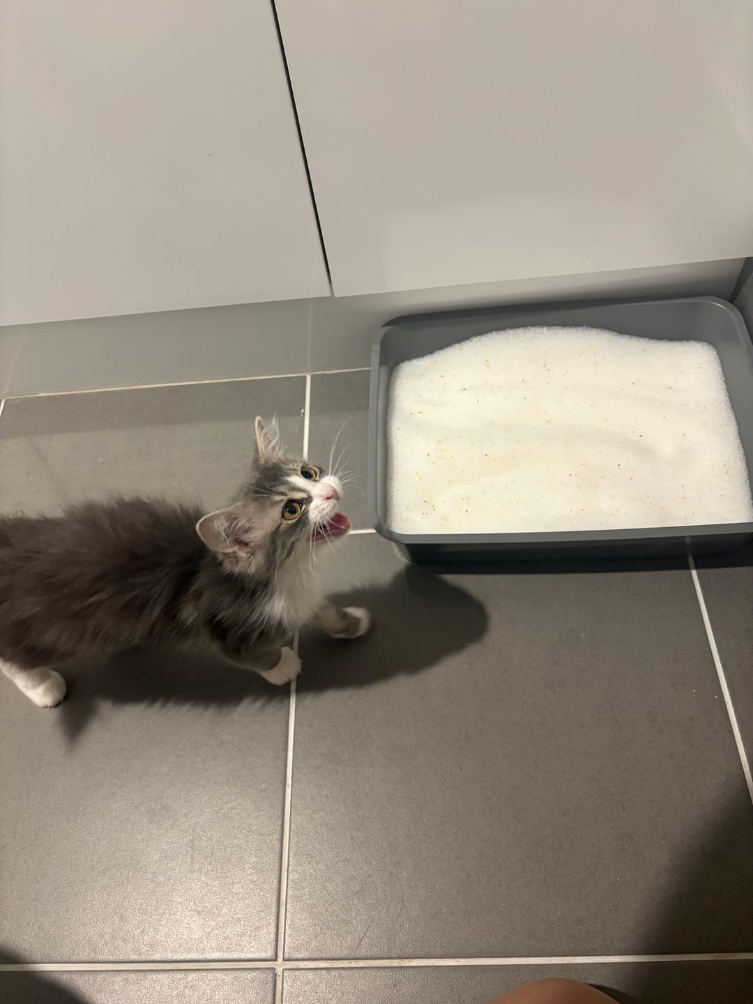 Customer photo review of Fit Litter