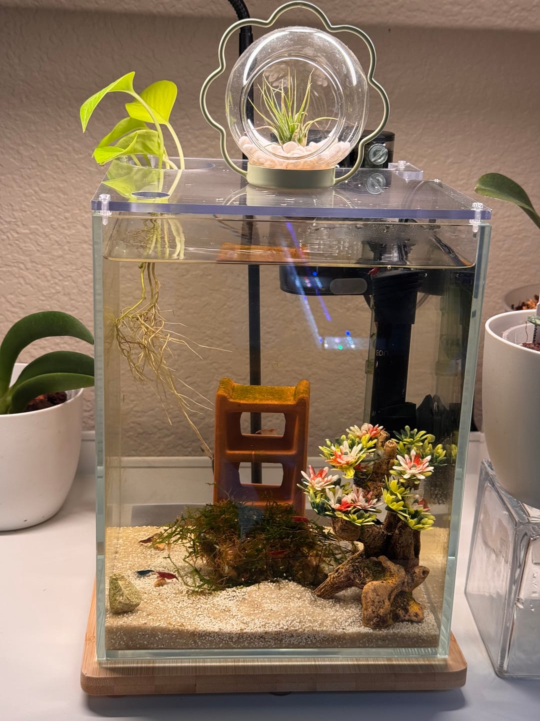 Customer photo review of Skittles Shrimp