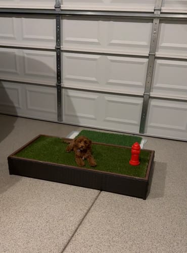 Customer's brown Porch Potty STANDARD with artificial grass and a red fire hydrant toy, set on a garage floor.