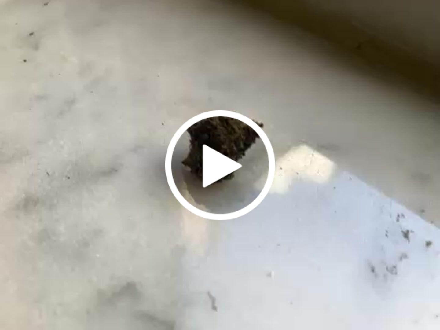 Customer video review of 1 Oz Cheap CBD Small Buds