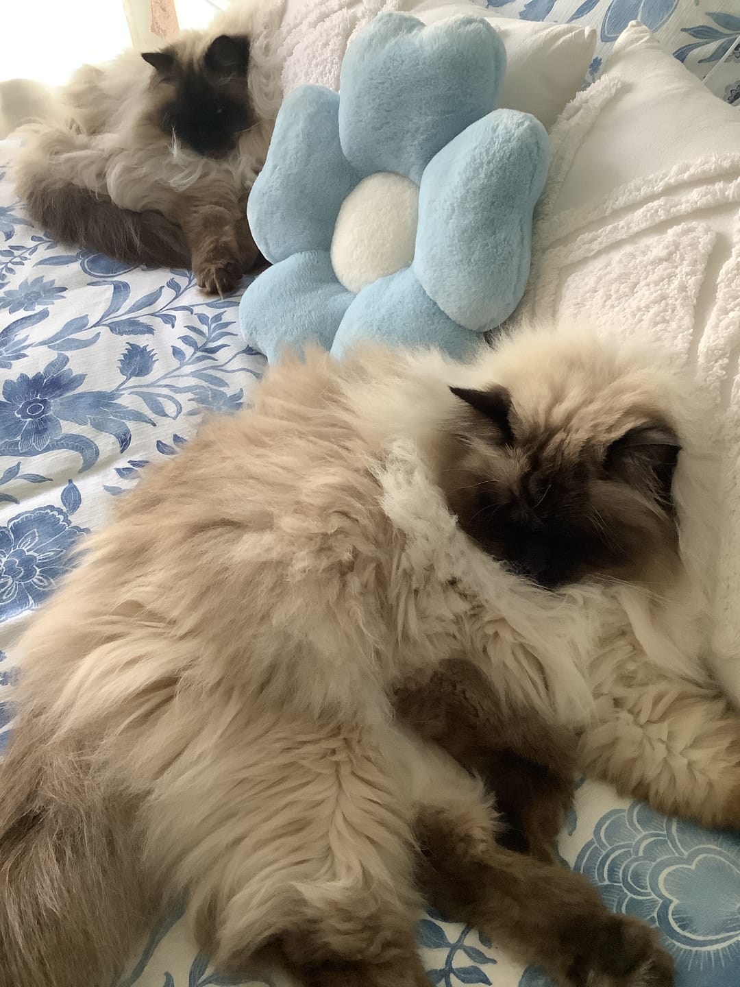 Customer photo review of Fit Litter