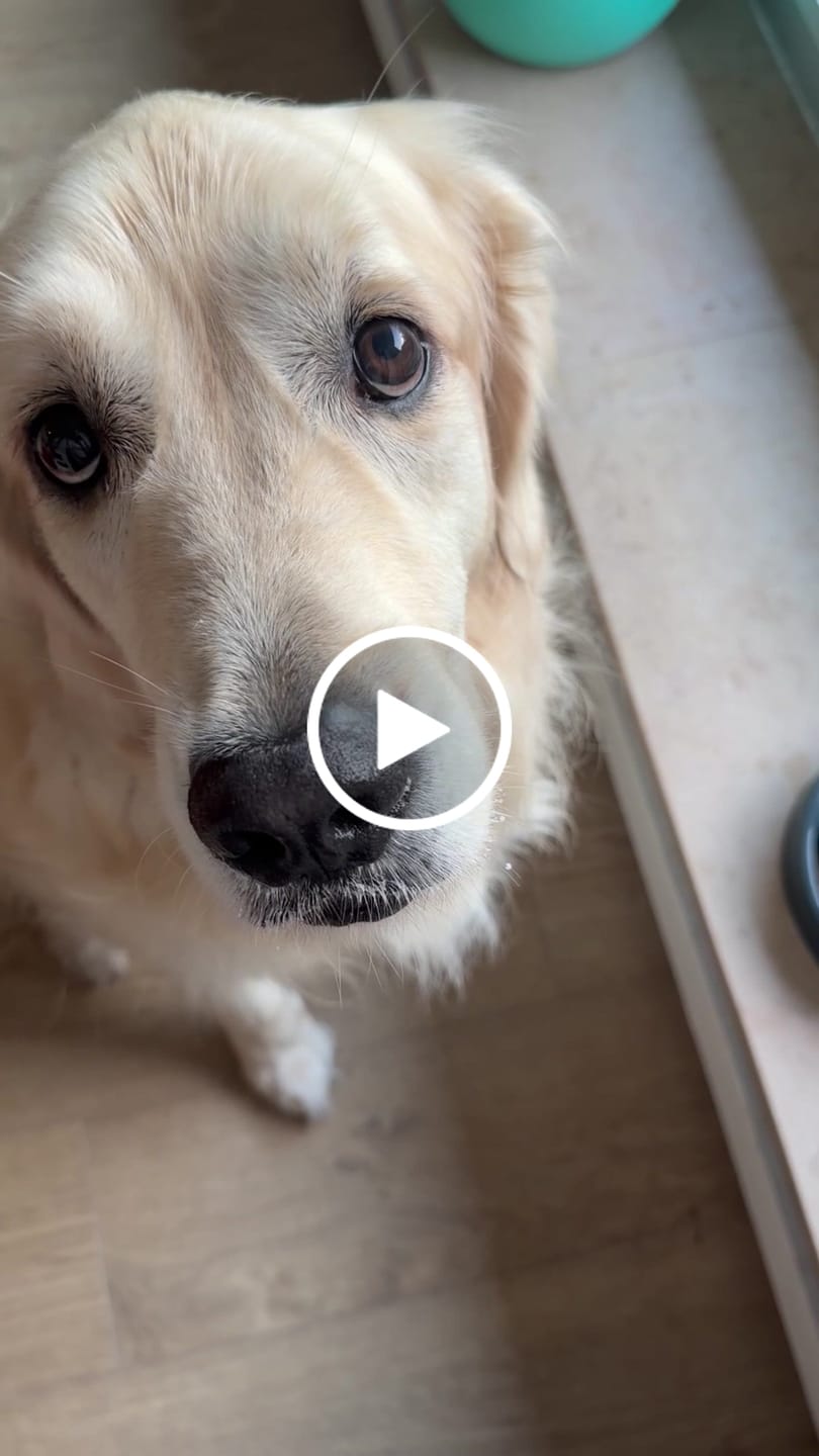 Customer video review of Pack de sauces multisaveurs (Chat)
