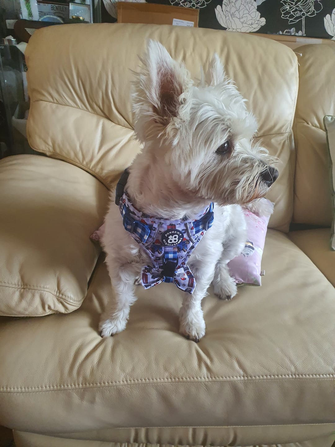 Customer photo review of Paddington™ Tough Trails™ Harness - London