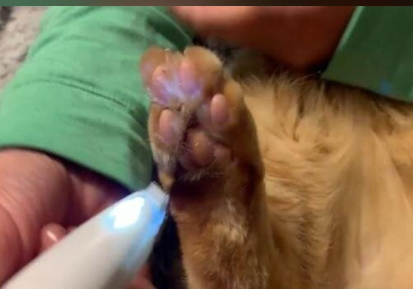 Customer photo review of Quiet Pet Trimmer — Paws, Face & Sensitive Areas