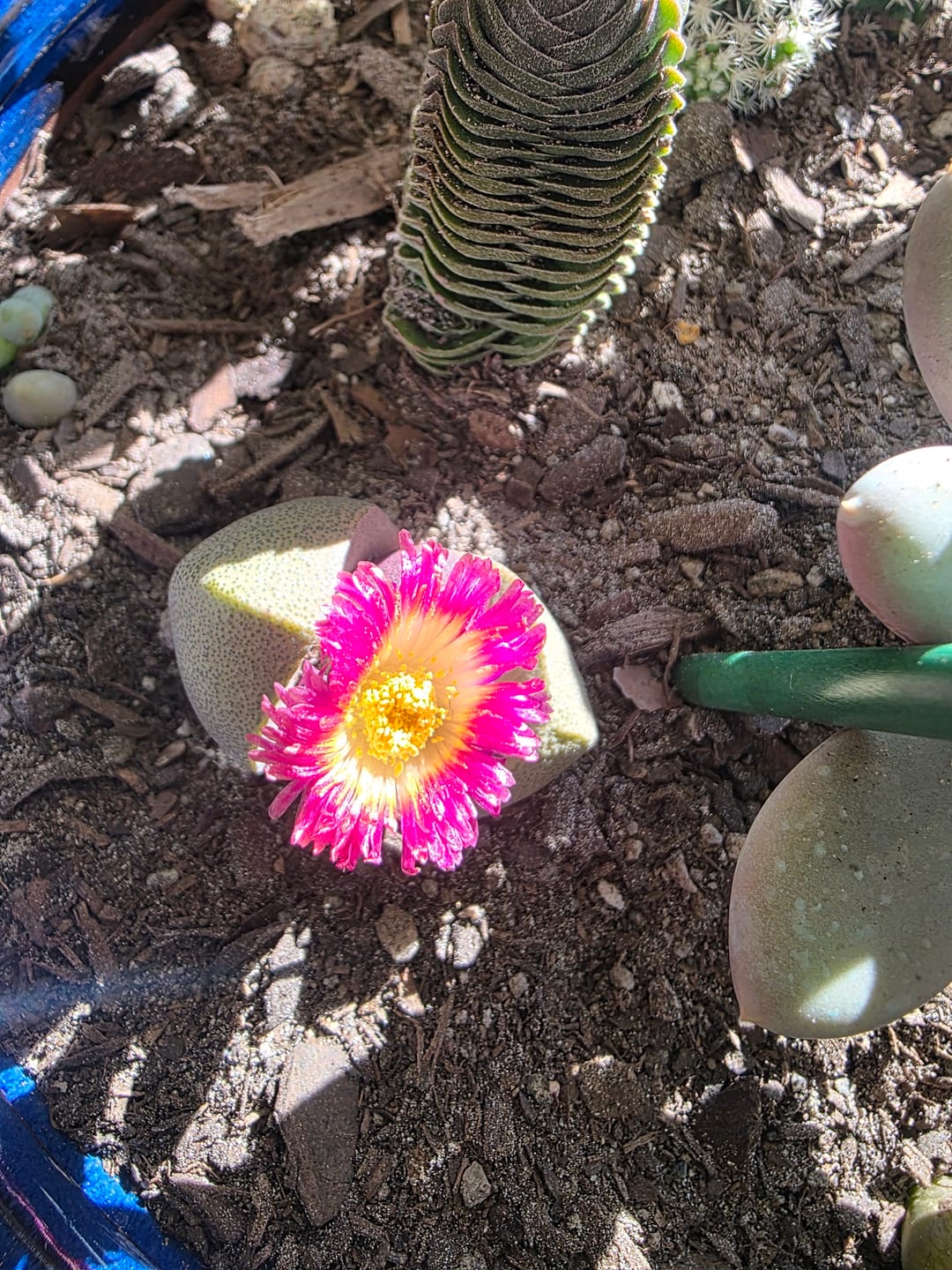 Customer photo review of Pleiospilos nellii 'Royal Flush'