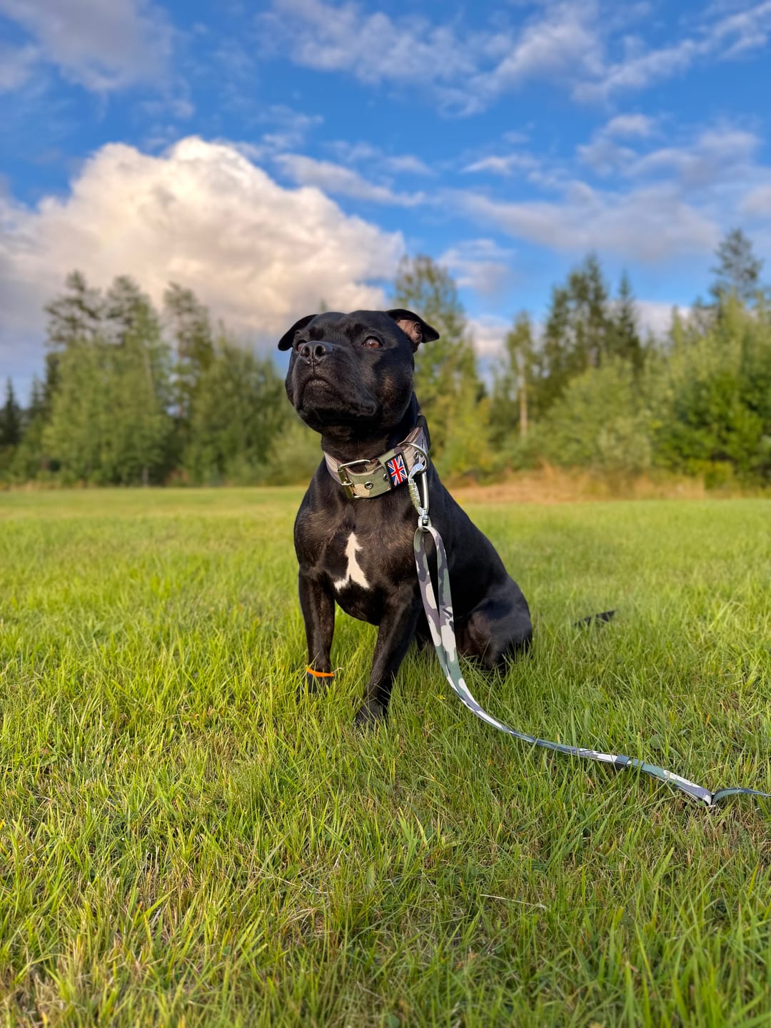 Customer photo review of Staffordshire Bull Terrier 1935® Nylon Collar - Classic Camo & Choco