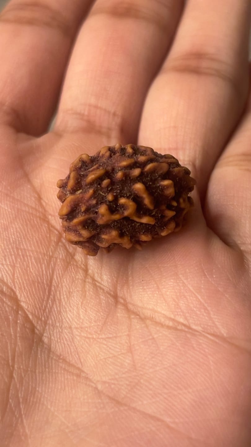 Customer photo review of Certified 1 Mukhi Half Moon Rudraksha – Vastu Remedy for Leadership & Spiritual Enlightenment | Ideal for Crown Chakra & Top Floor Altars