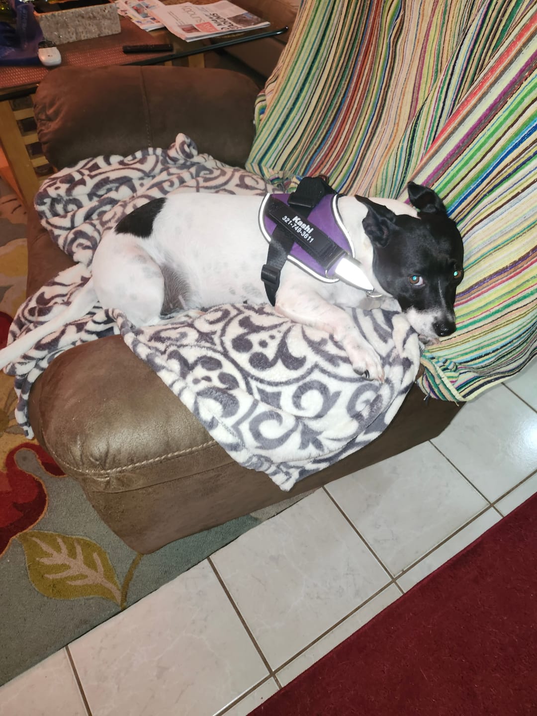Customer photo review of Personalized Dog Harness