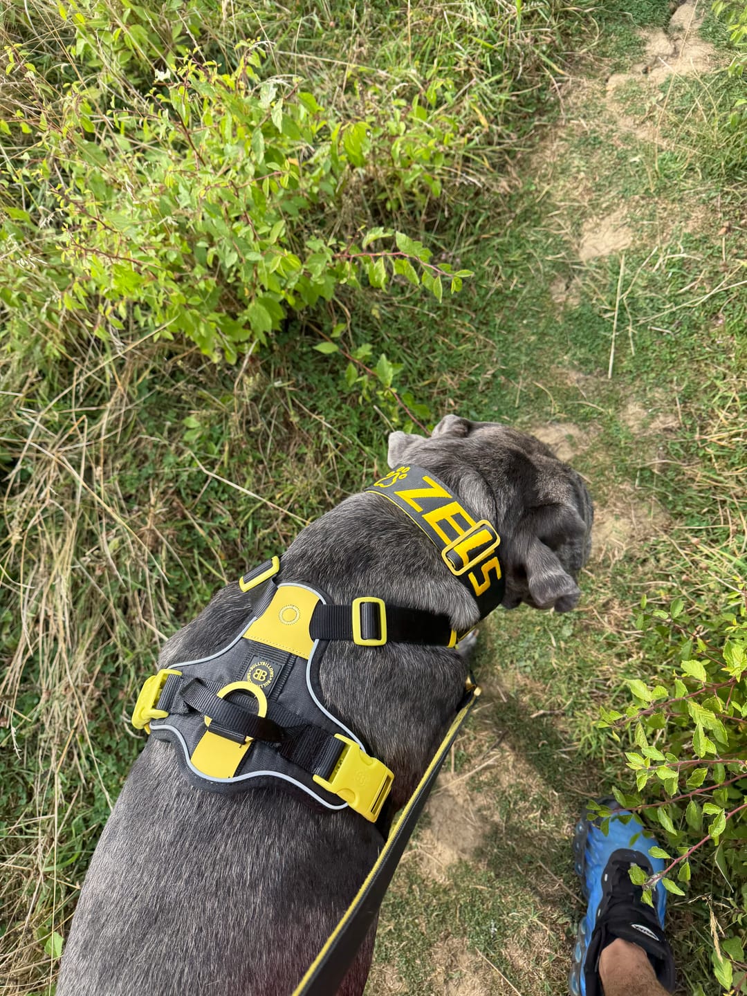 Customer photo review of Anti Pull Hurricane Harness Lighter | With Handle - Black X Yellow