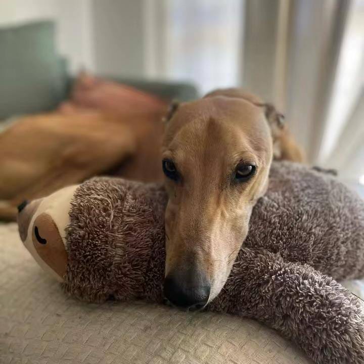 Customer photo review of Peluche Calmante con Latido