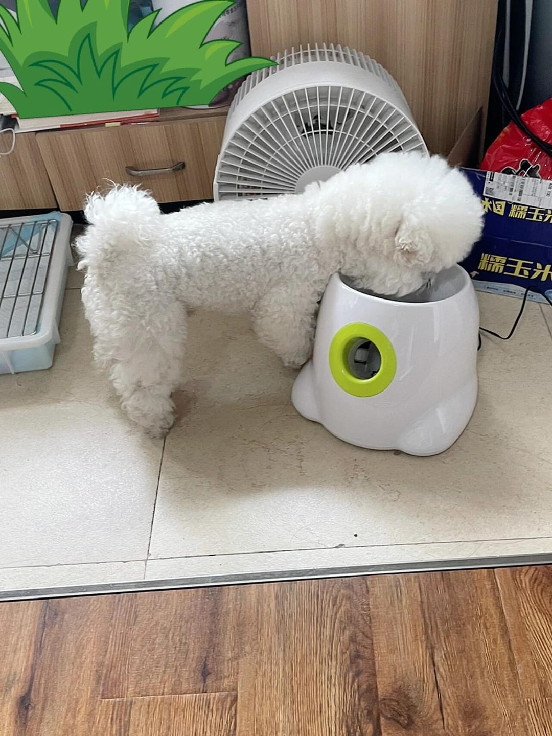 Customer photo review of Automatic Tennis Ball Launcher