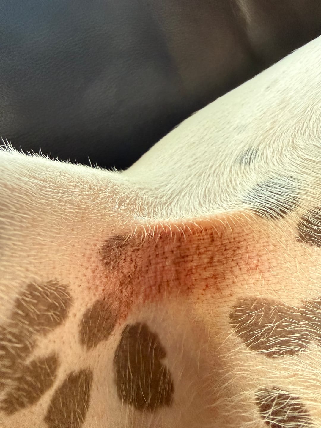 Customer photo review of Doggymin (Skin & Immunity Support For Dogs)