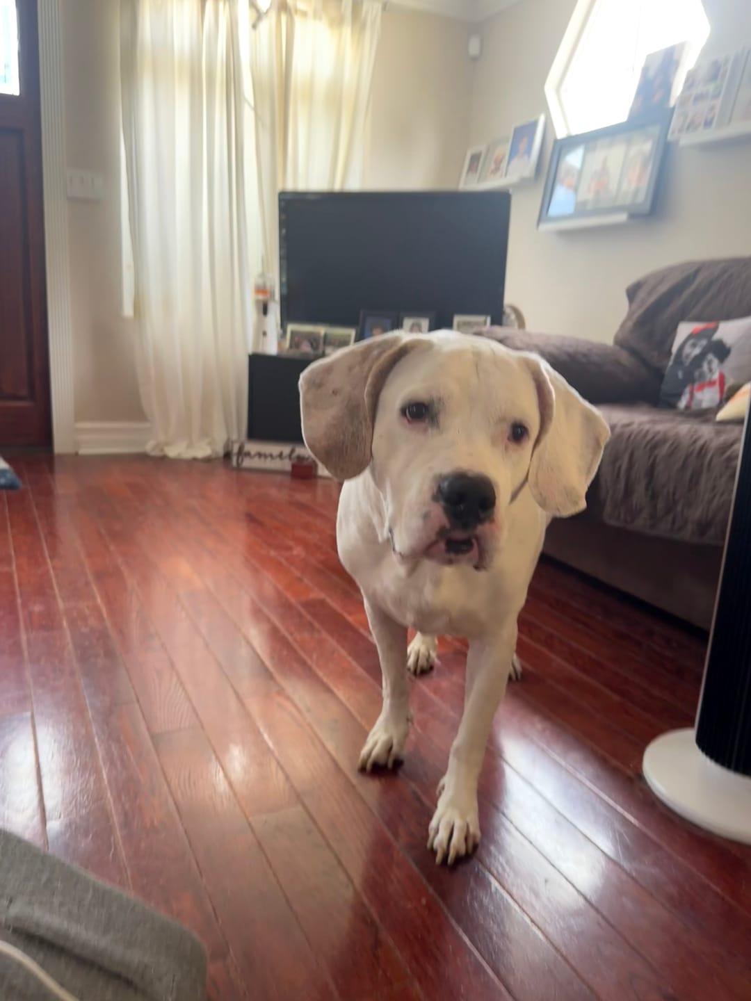 Customer photo review of Dog WALK-EASY™ Advanced Hip & Joint Pain Remedy