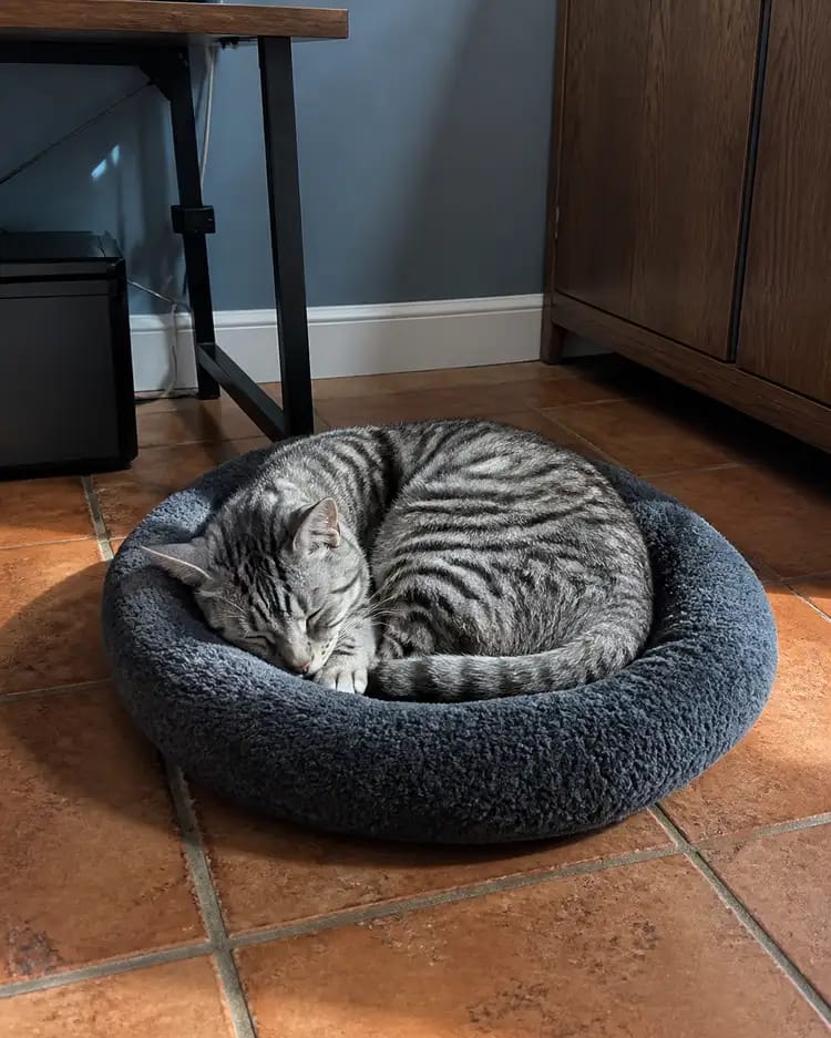 Customer photo review of PlushNest Orthopedic Pet Bed