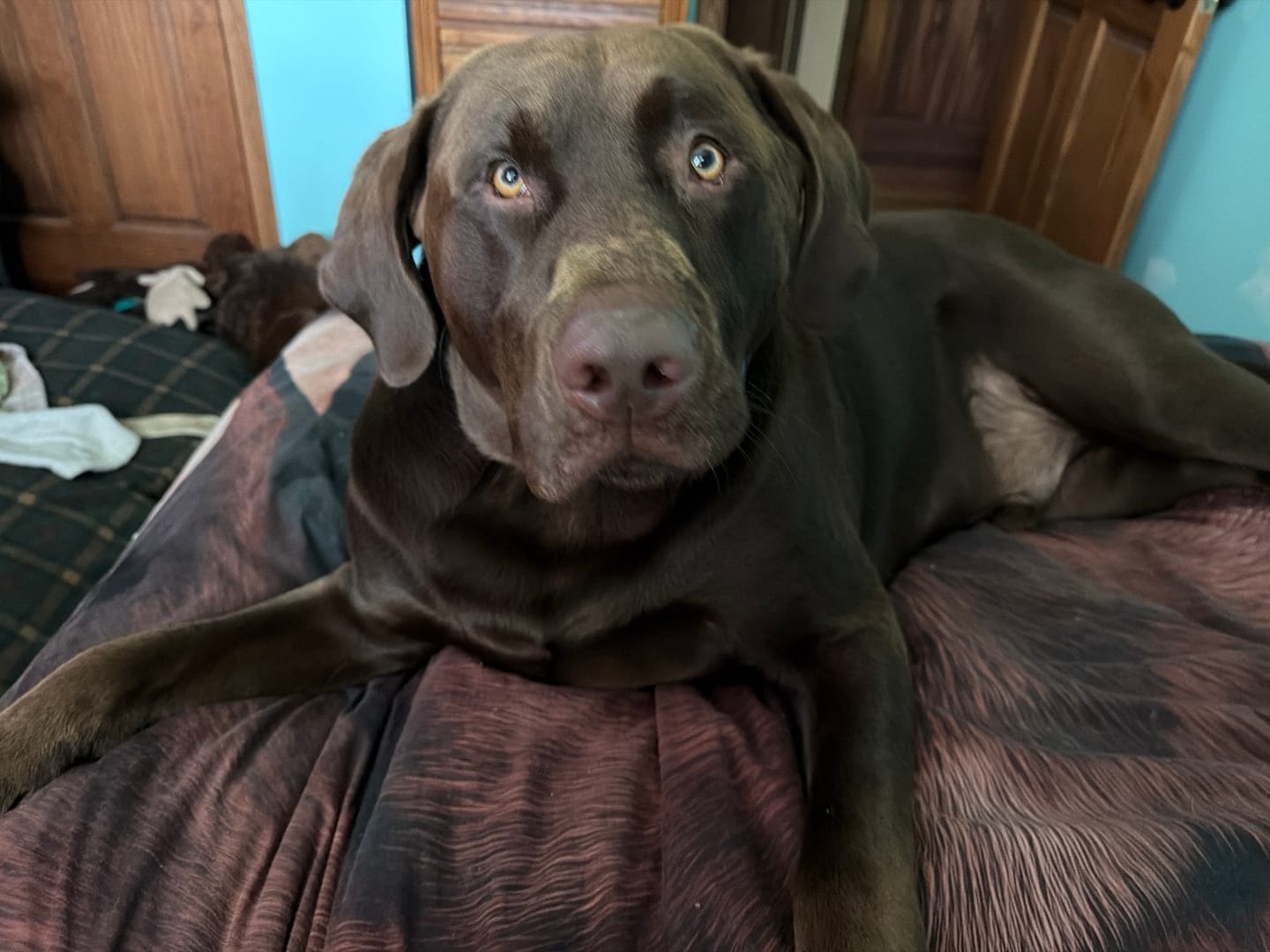 Customer photo review of Pet Shampoo Bar – Peony & Vanilla
