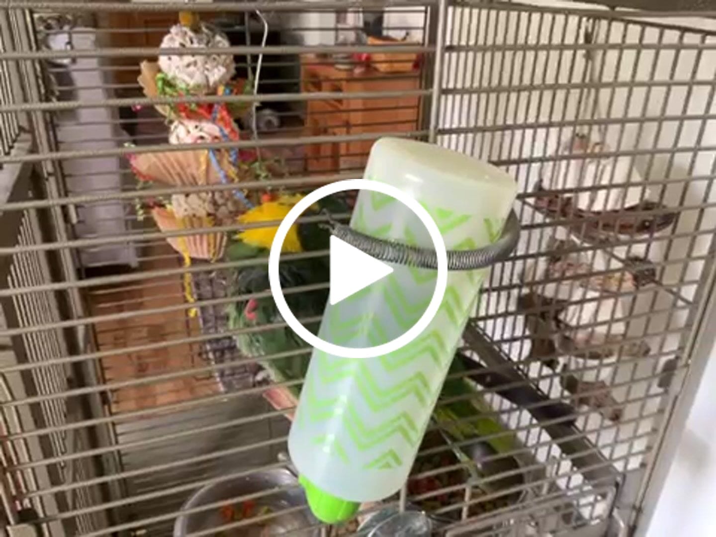 Customer video review of Triple Scoop Bird Toy – Foraging & Chew Toy for Parrots, Cockatiels & Conures