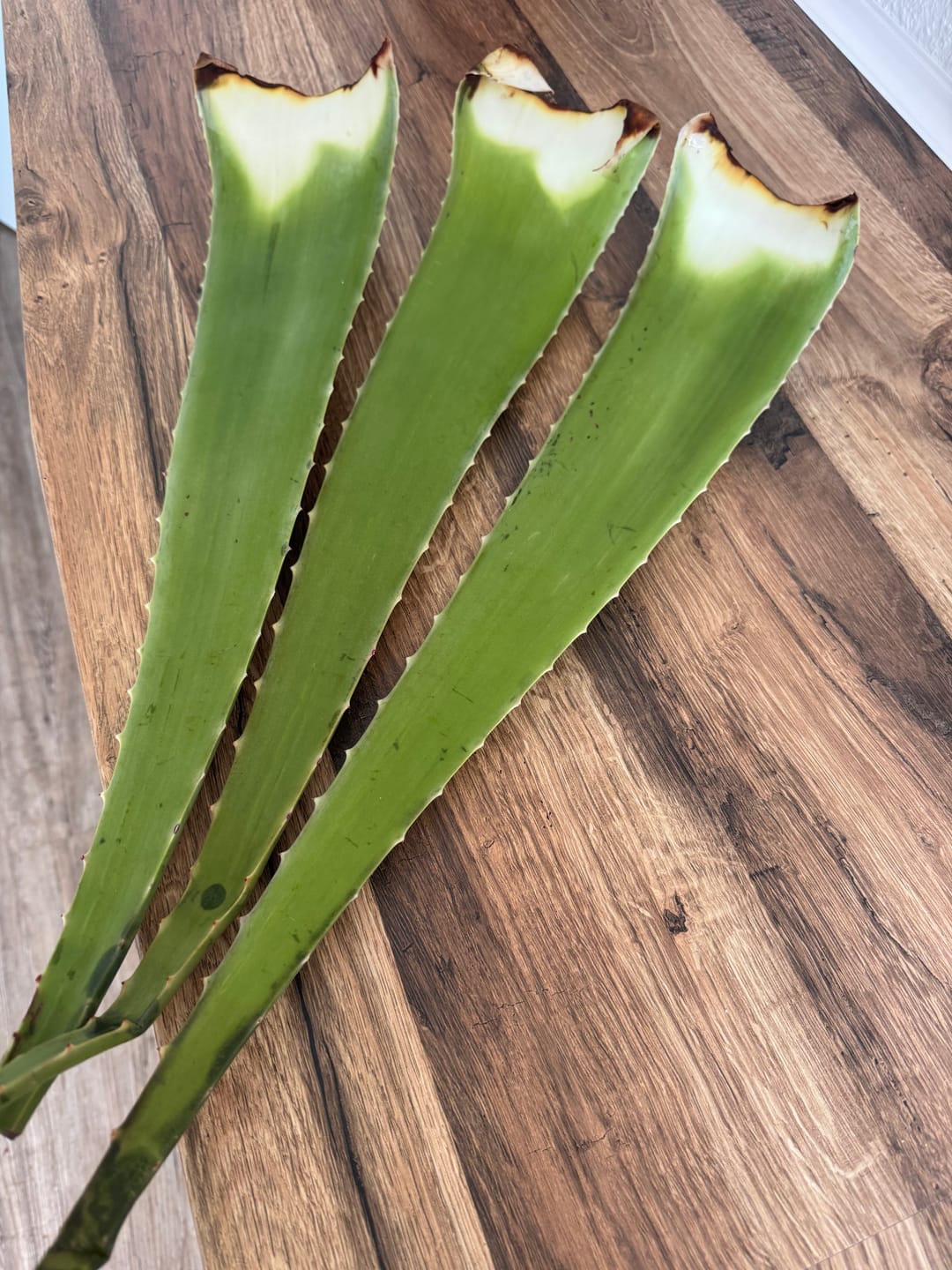 Customer photo review of Aloe Vera frisch Bio