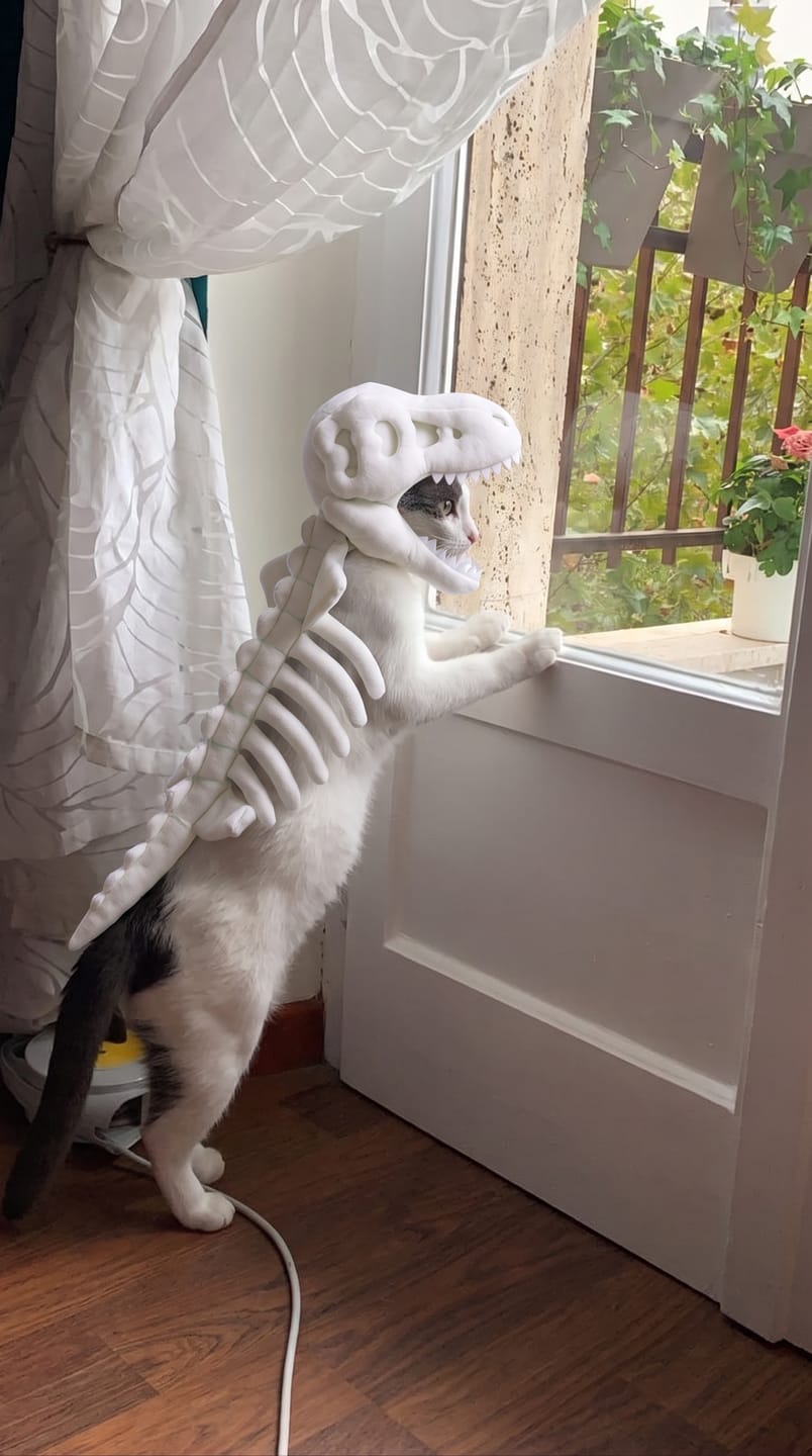 Customer photo review of Disfraz de Dinosaurio para Mascotas