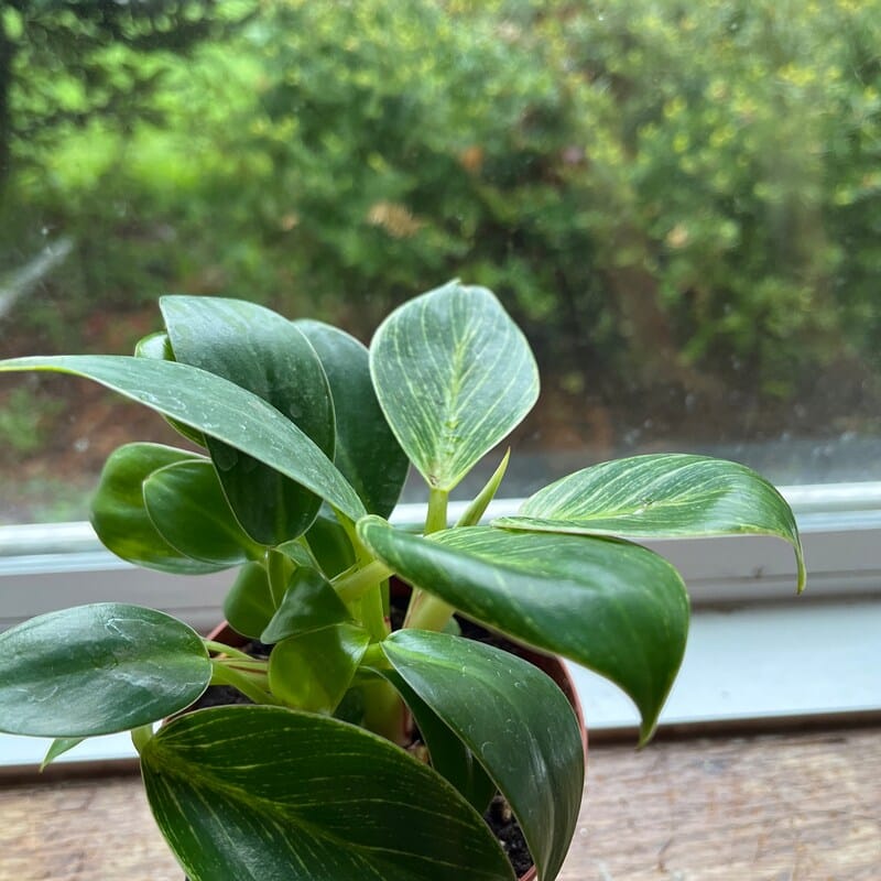Customer photo review of Variegated Philodendron Birkin Live Plant in 4" Grow Pot - Indoor & Outdoor Houseplant with White Stripes - Easy Care Plant