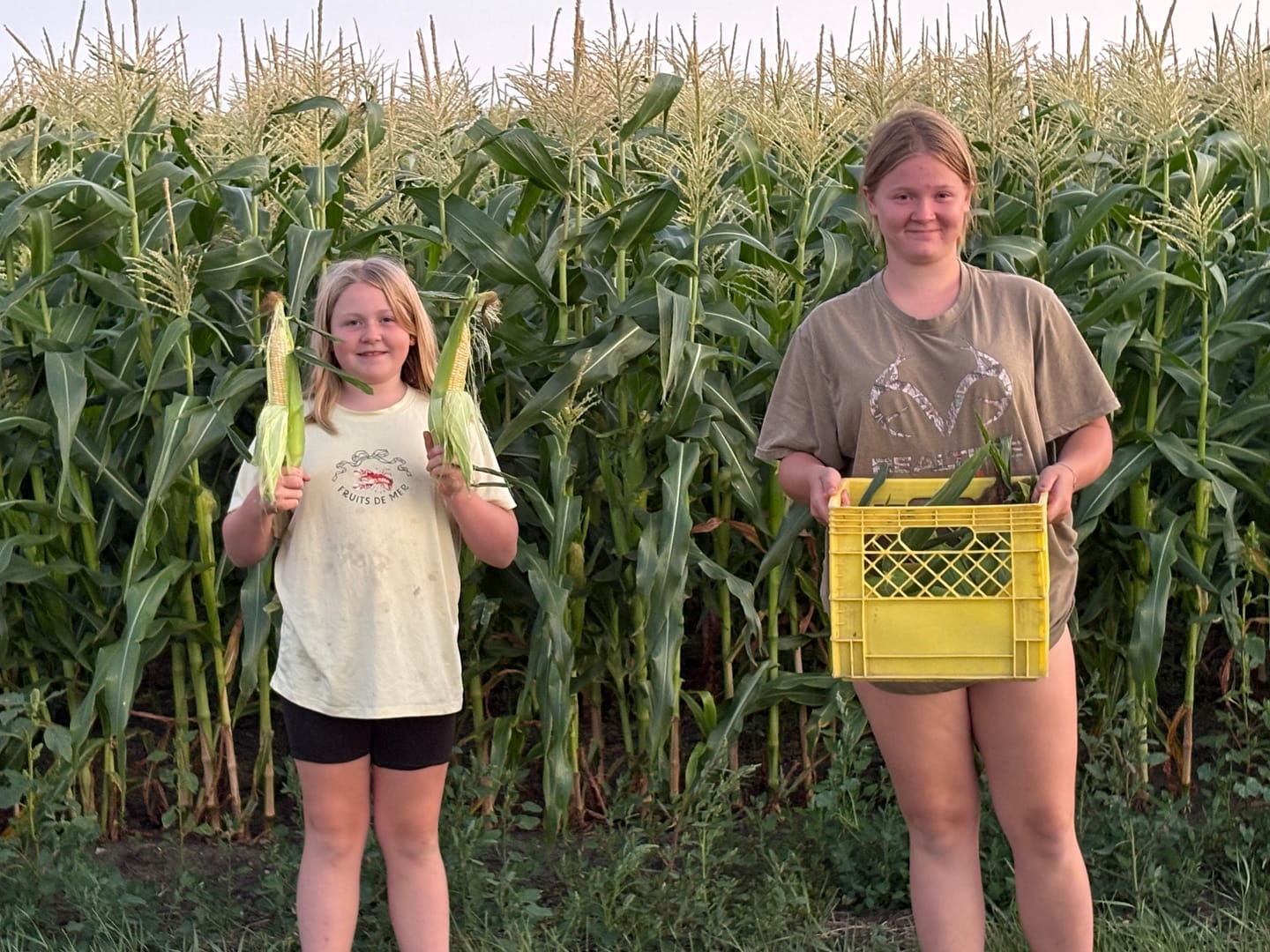 Customer photo review of *Quick Trip Attribute II Sweet Corn (Roundup Ready)