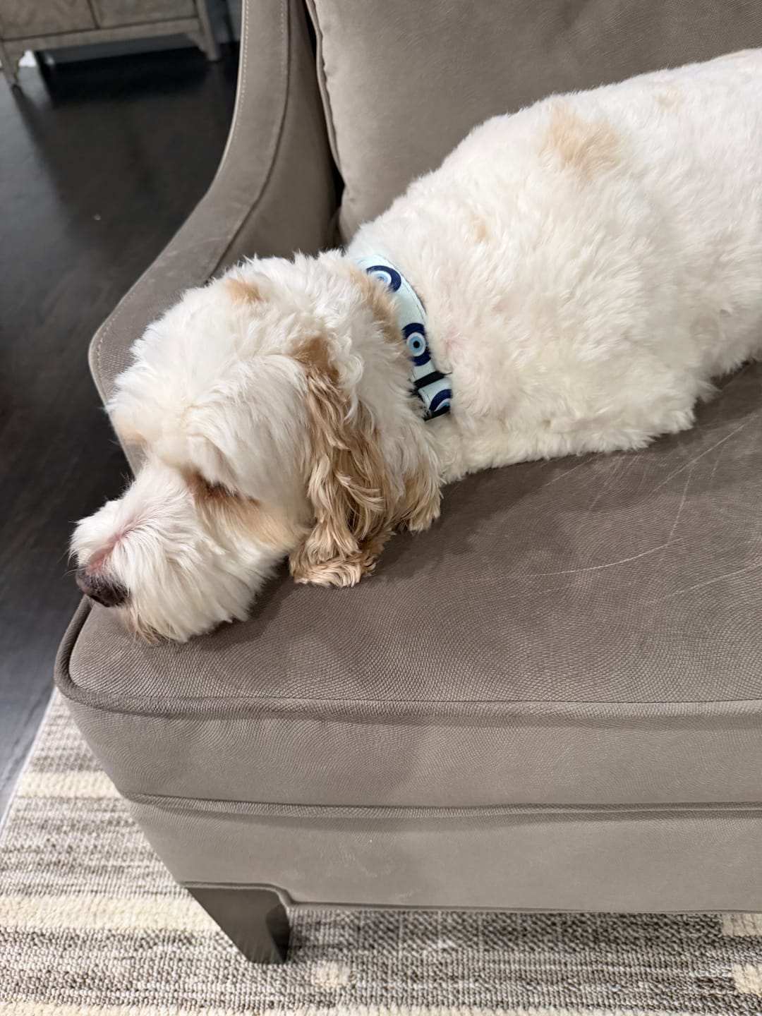 Customer photo review of Evil Eye Dog Leash and Collar Set - Blue