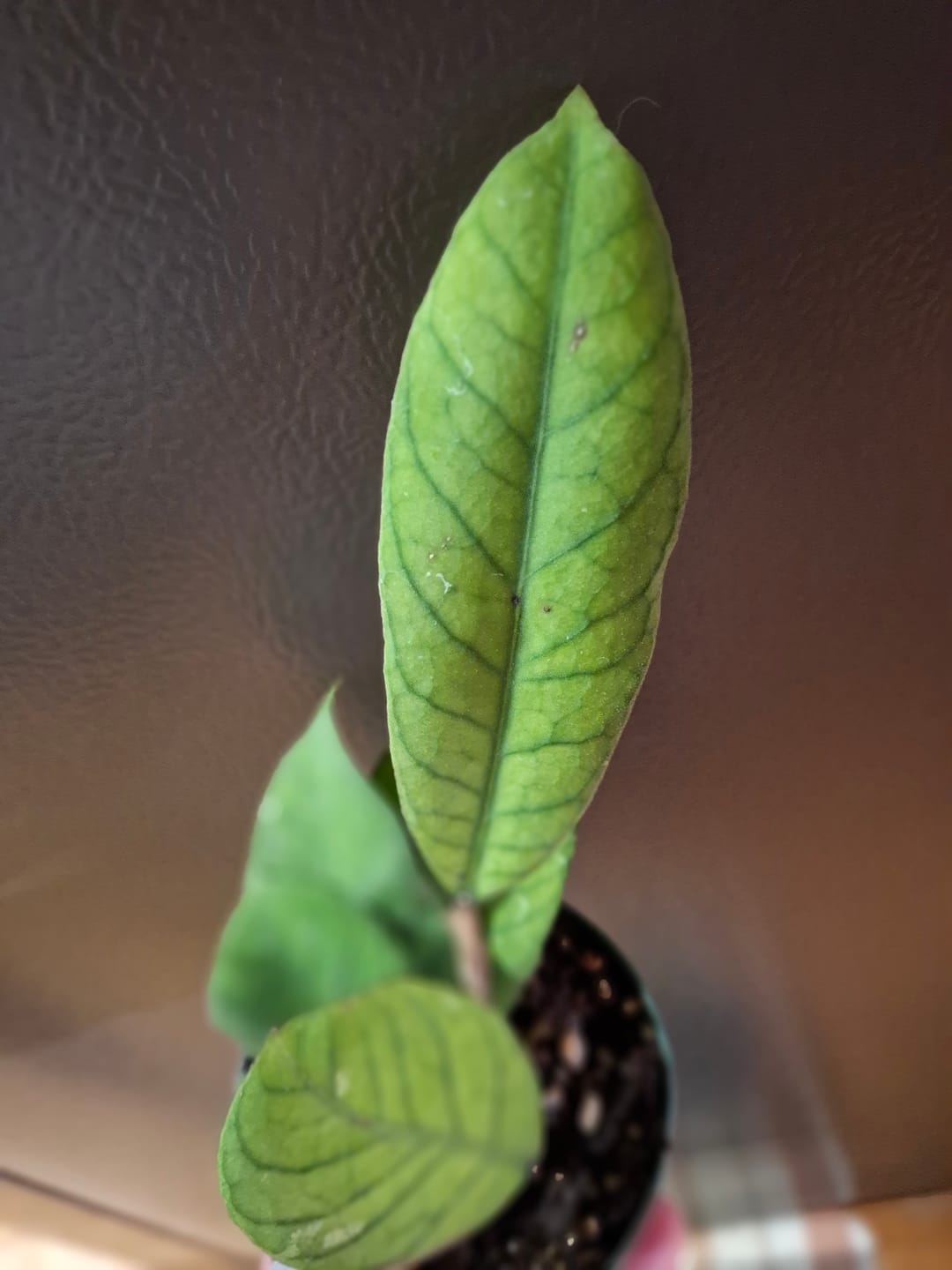 Customer photo review of Hoya RP-013