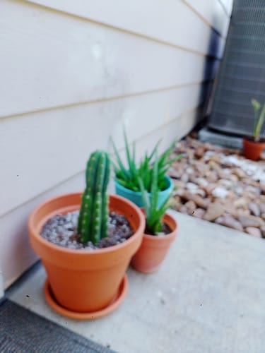Customer photo review of San Pedro Cactus | Trichocereus (Echinopsis) Pachanoi