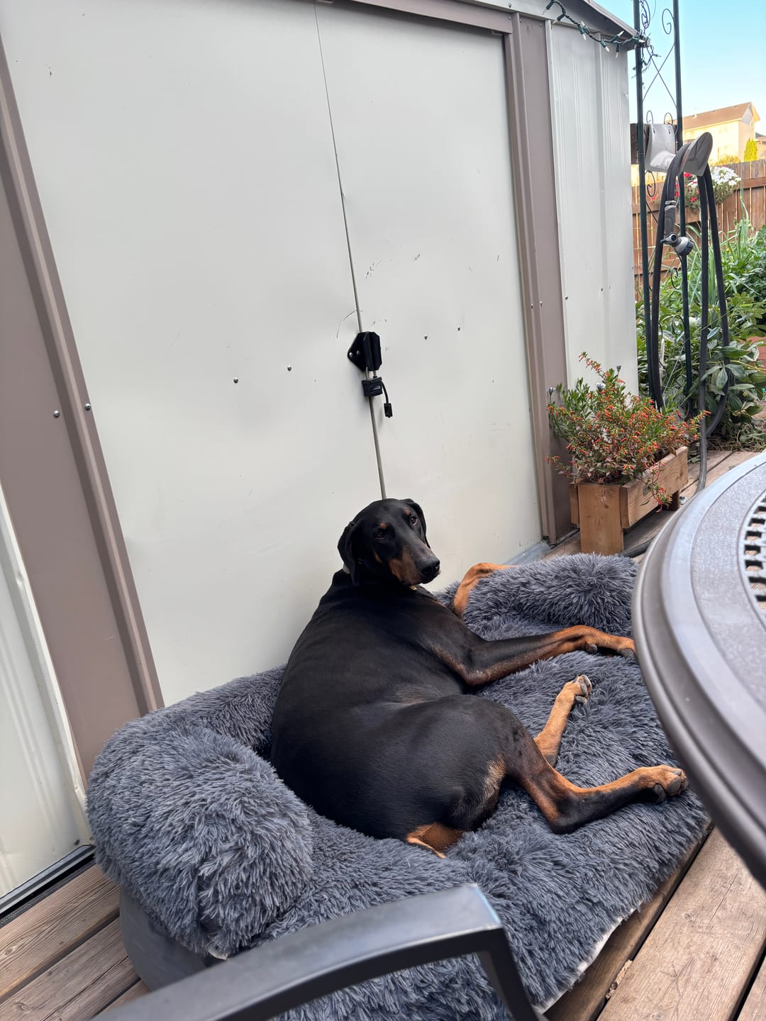 Customer photo review of Brooklyn® Chew Resistant Luxe Lounger (2-in-1 Dog Bed)