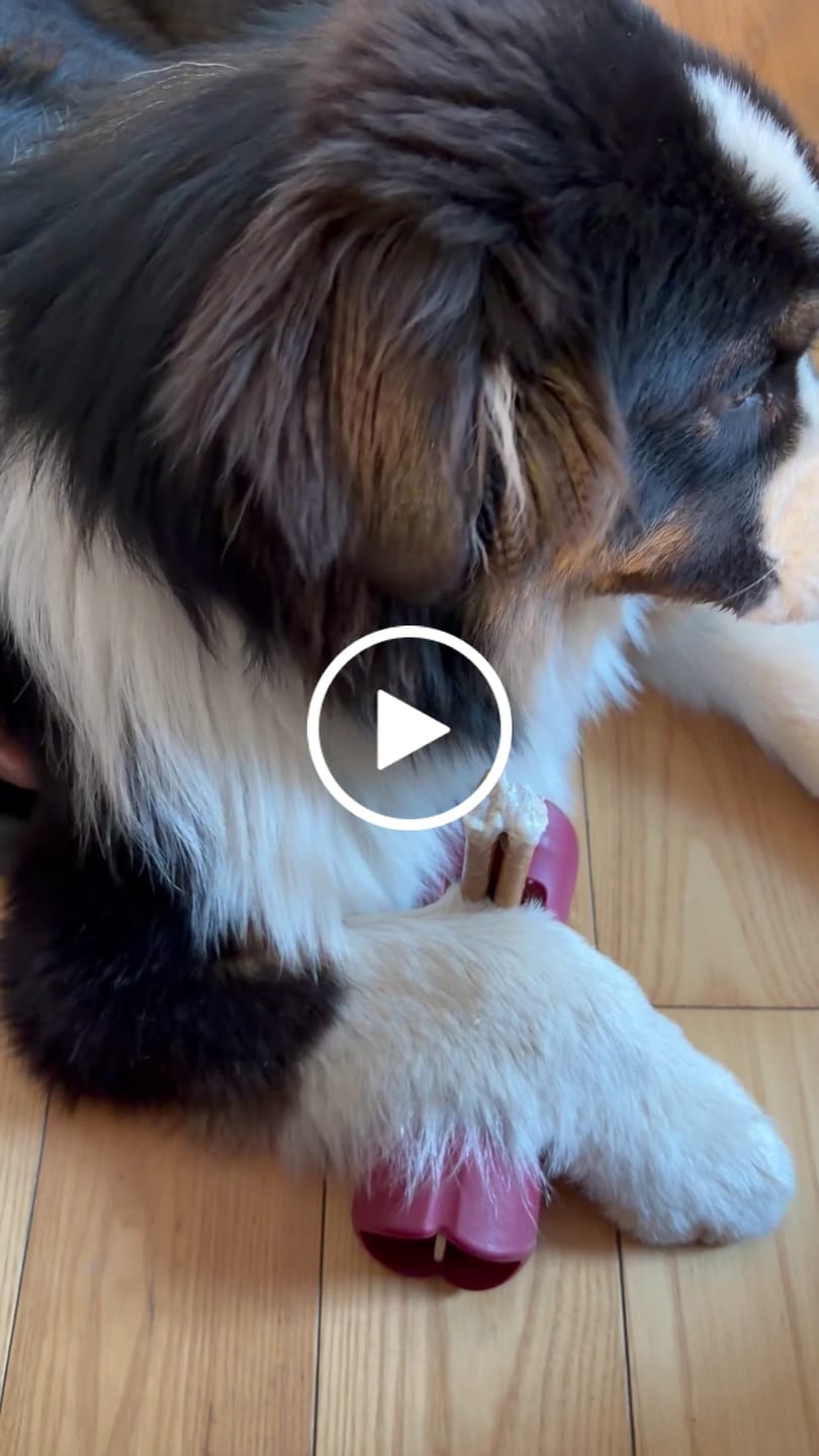 Customer video review of Bully Stick Safety Holder