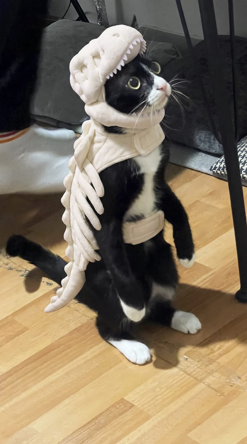 Customer photo review of Disfraz de Dinosaurio para Mascotas