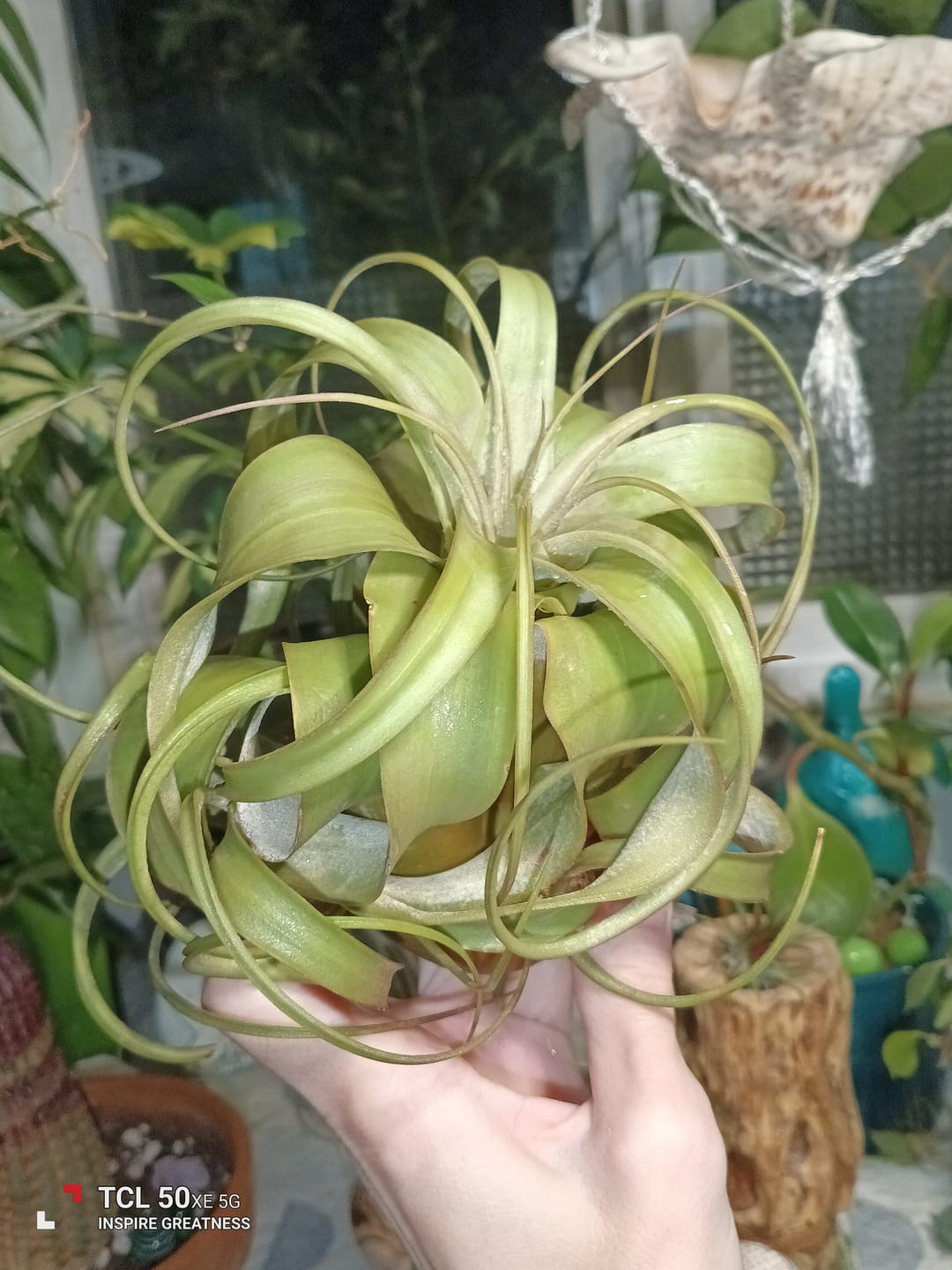 Customer photo review of Xerographica Thick Leaf Form  *Cannot Be Shipped Internationally*