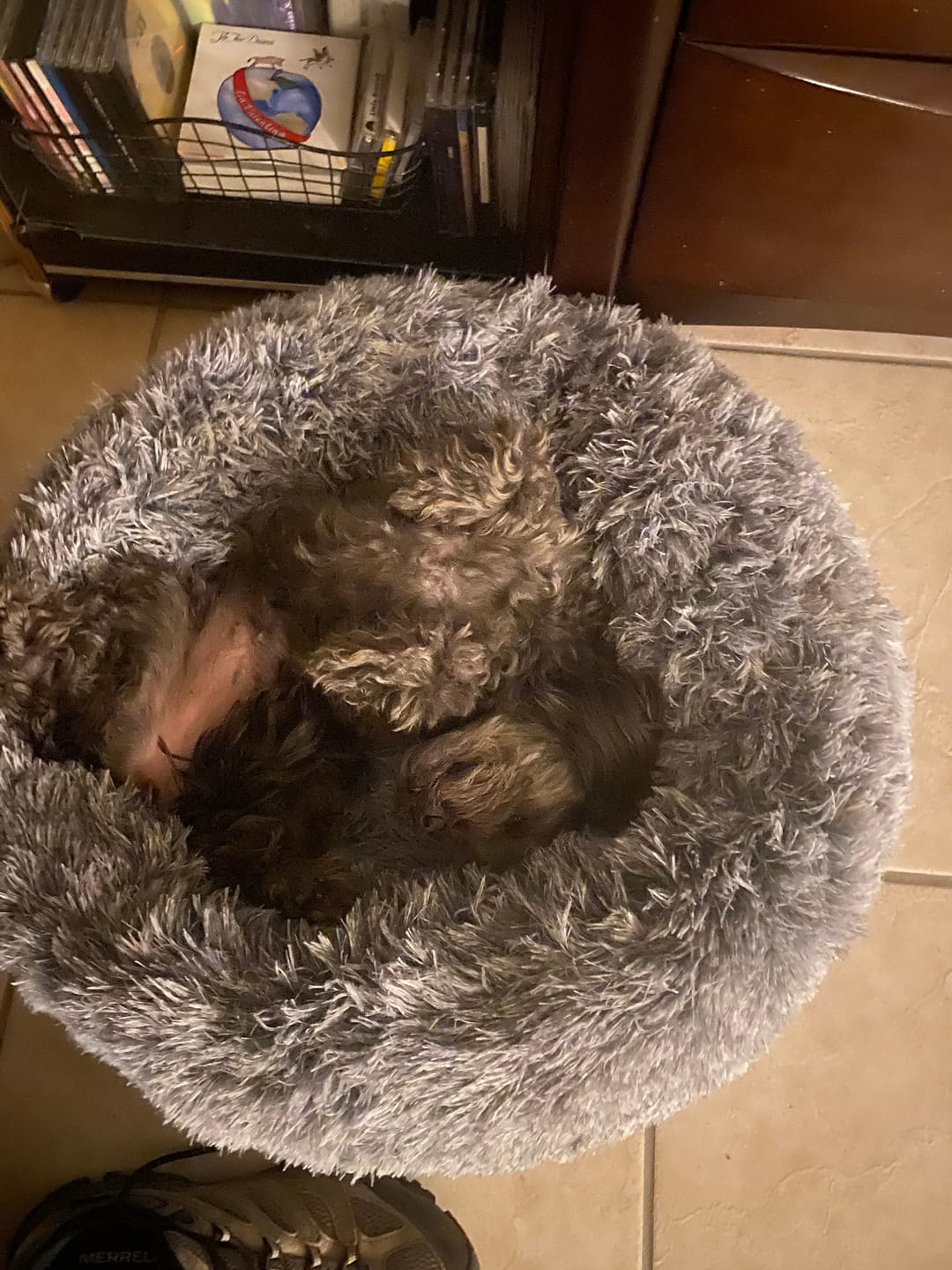 Customer photo review of Calming Dog Bed