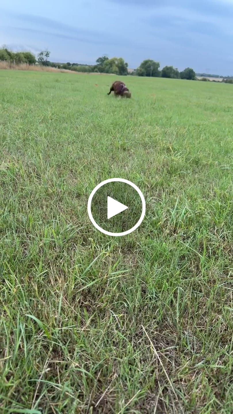 Customer video review of Mulberry Tweed Trail & Glow Dog Harness, Lead & Collar Bundle