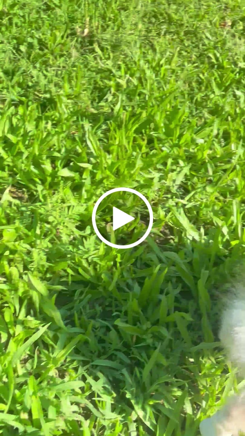 Customer video review of WagWellies® by wagwear