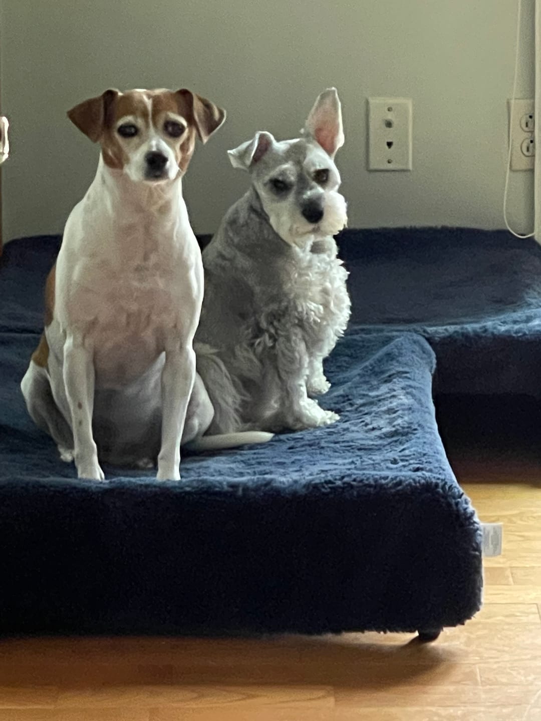 Customer photo review of HealthyMouth® Water Additive For Dogs (Clinically Proven, VOHC Accepted)