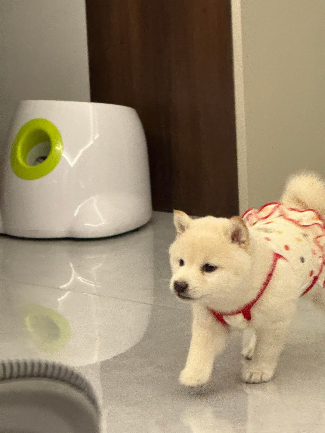 Customer photo review of Automatic Tennis Ball Launcher