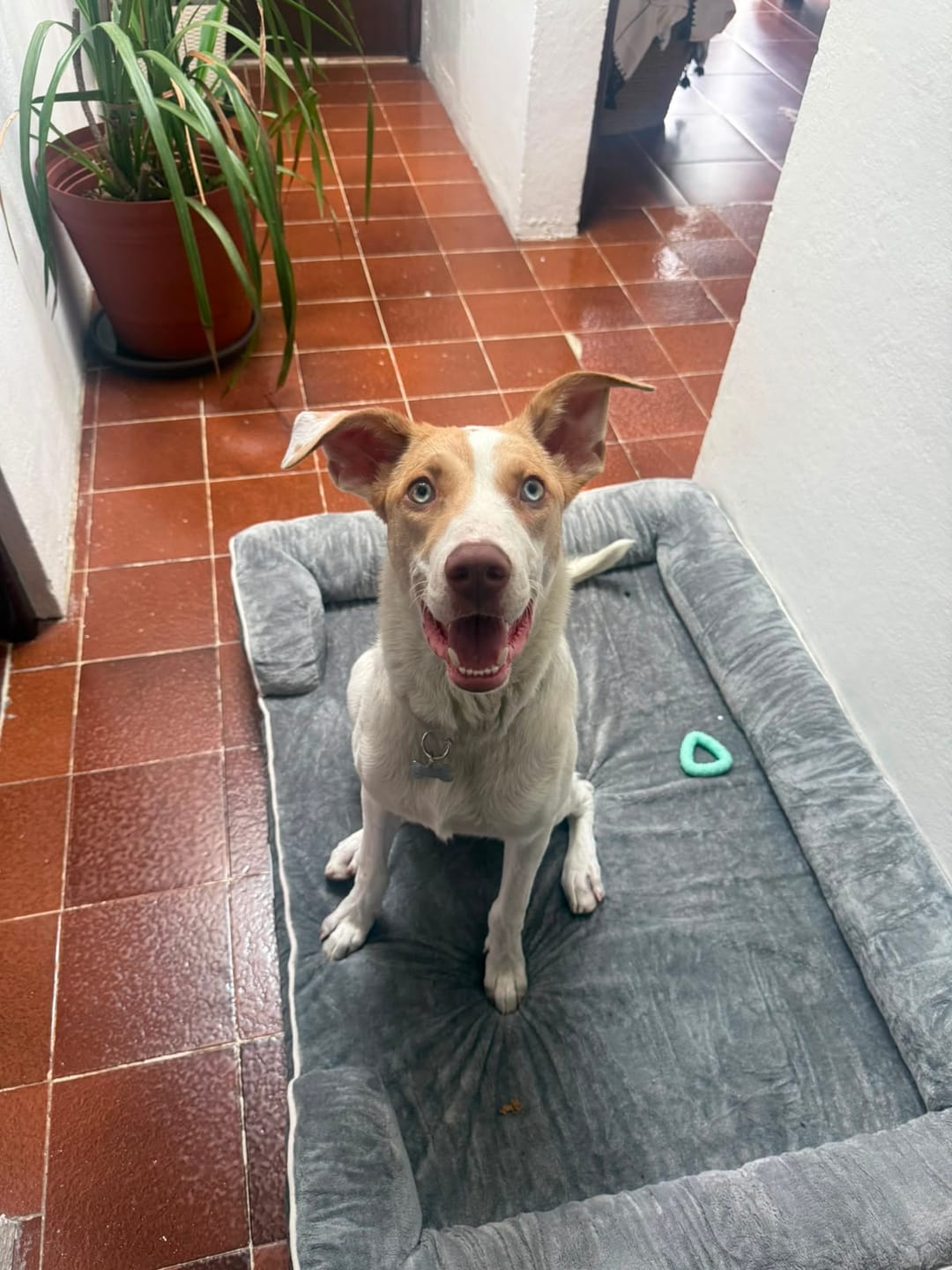 Customer photo review of Cama Ortopédica para Perros
