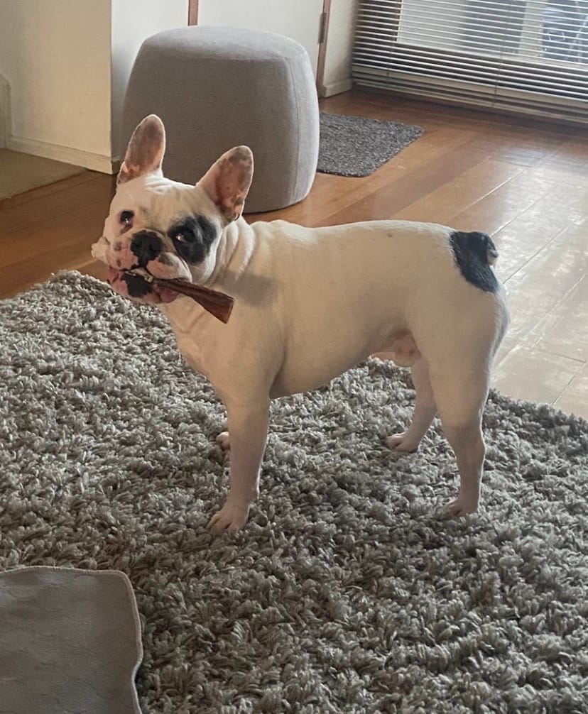 Customer photo review of Beef Pizzle (THICK & Long)