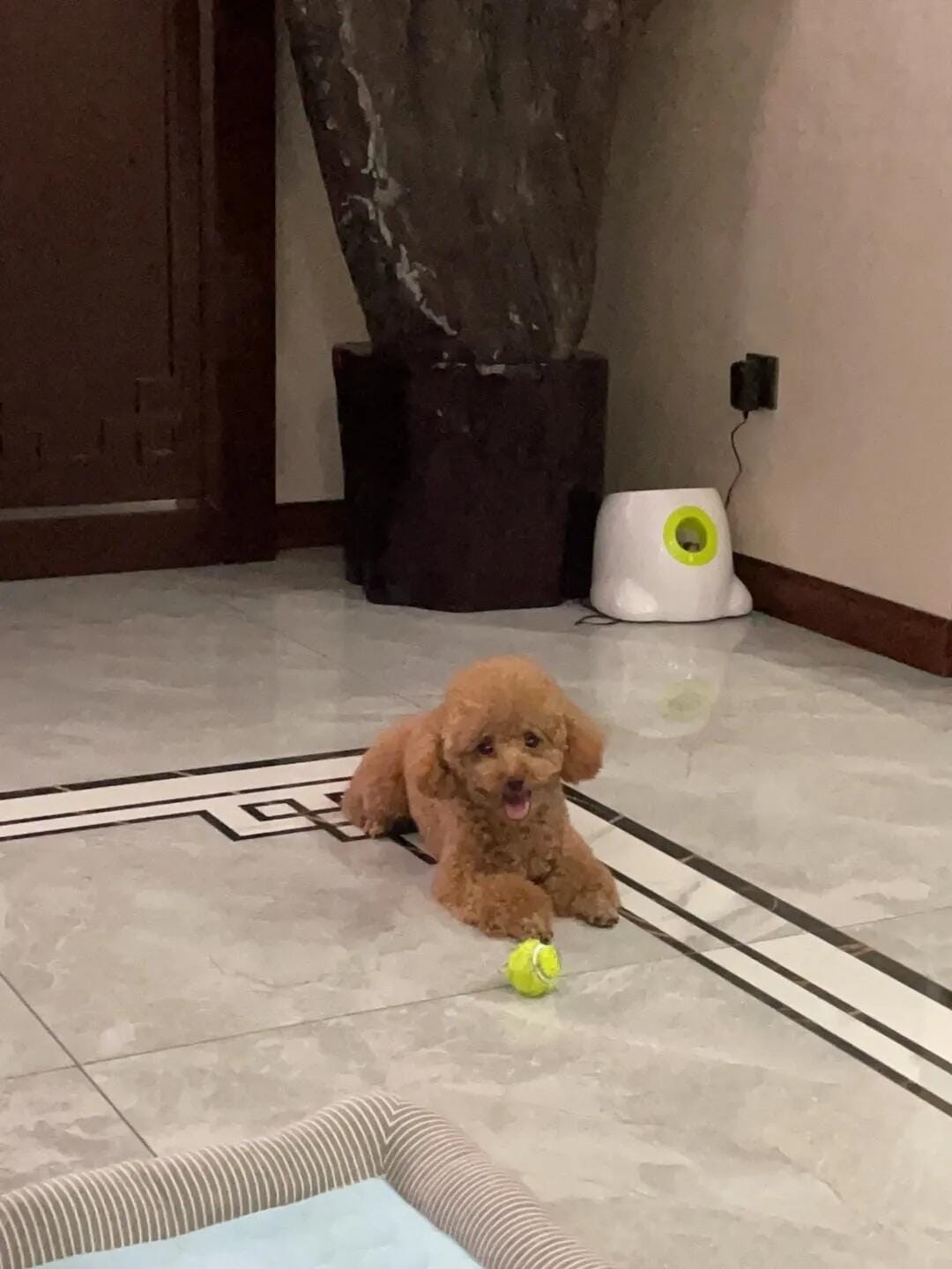 Customer photo review of Automatic Tennis Ball Launcher
